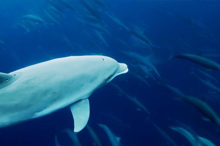 Spy Dolphin captures one of the greatest dolphin megapods ever filmed.