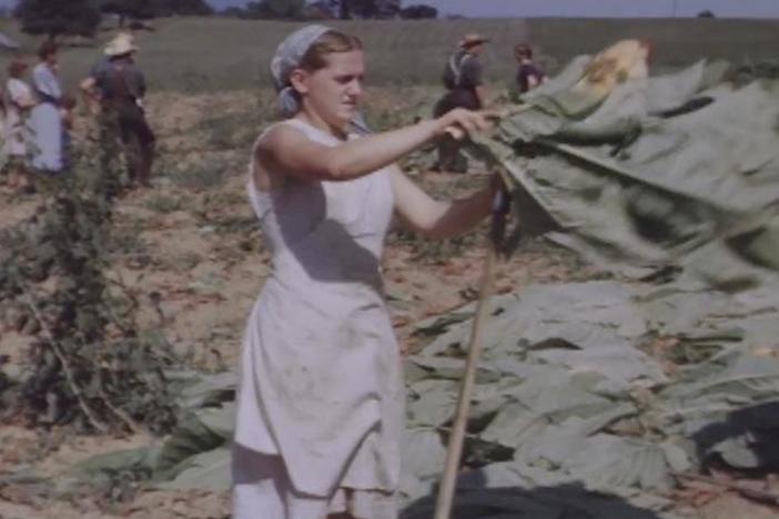 This 1940s video shows the Amish Huyard family harvesting using traditional methods.