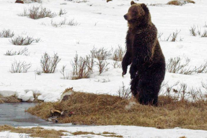 A male grizzly emerges out of hibernation early. Can he find enough food to survive?