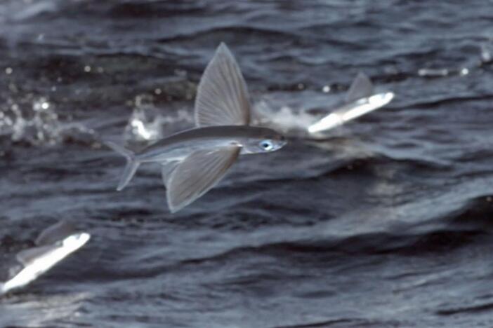 Chris and Martin search for flying fish at night.