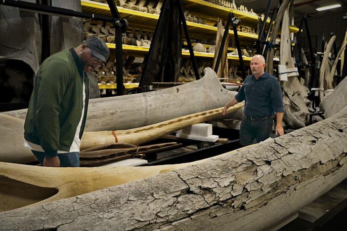 Uncover the history of whaling and its impact on our oceans.
