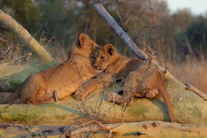 Gorongosa National Park was once one of the most species-rich places in Africa.