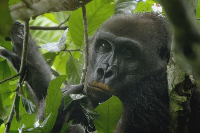 Steve and team go check on gorilla Group Gentil in Moukalaba Doudou National Park.