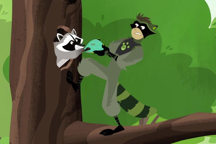 The Tortuga finds itself in danger - from roaming bald eagles to hungry raccoons.