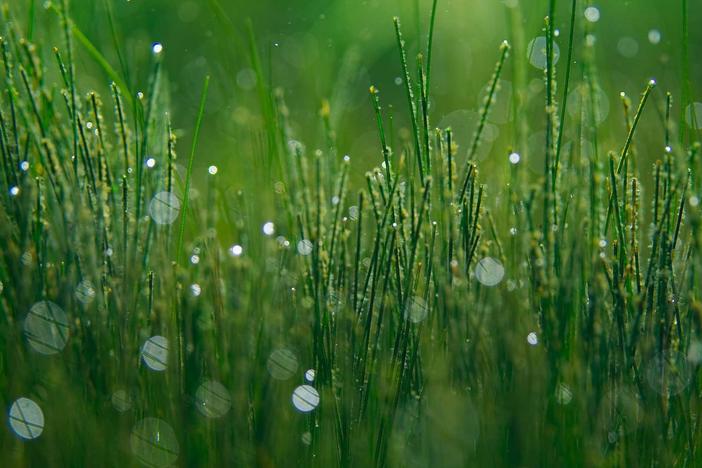 Where the plants are dense, it can create sea of fizzing bubbles.