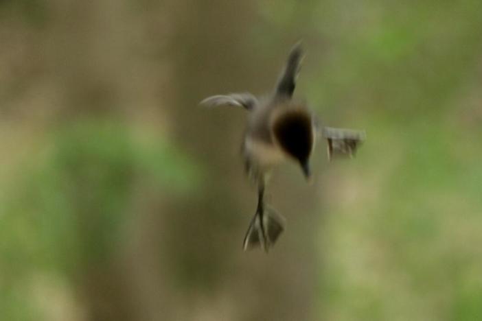 Merganser ducklings brave the 50-foot drop from their nest to the forest floor
