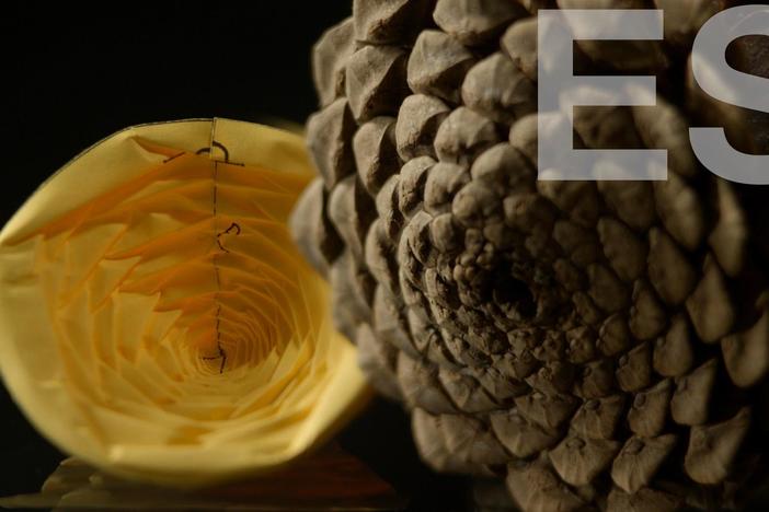 La biologia y el mundo físico al nuestro alrededor parecen estar gobernados por origami. 