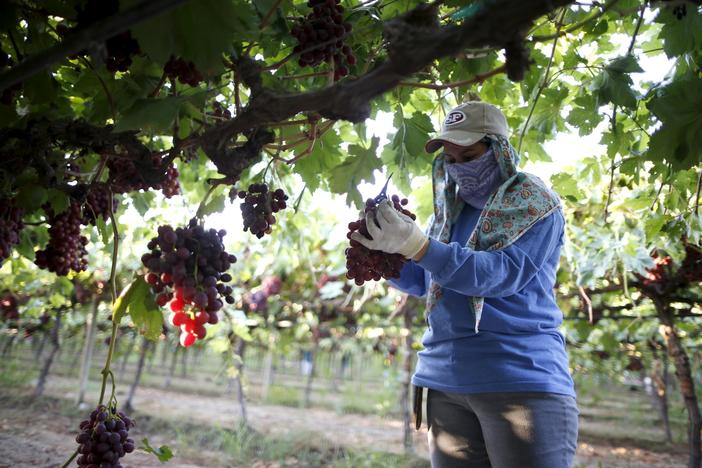 How building a community of care can improve farmworkers' health