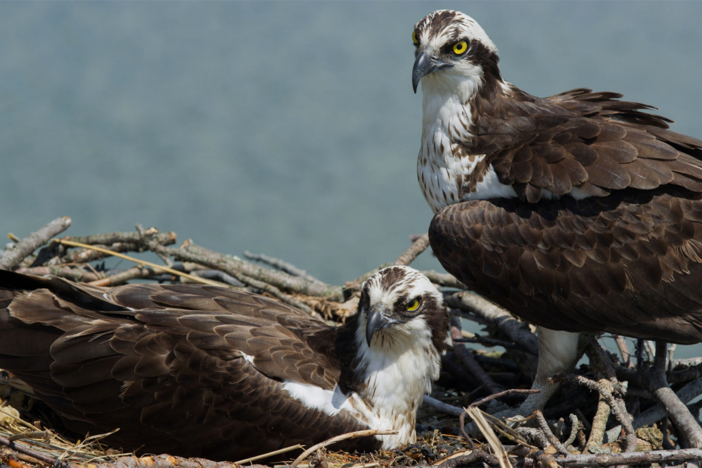 The ospreys are having a housing crisis.