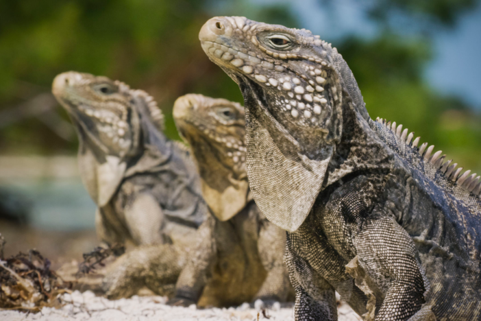 Get a glimpse of Cuba’s spectacular wildlife and landscapes.