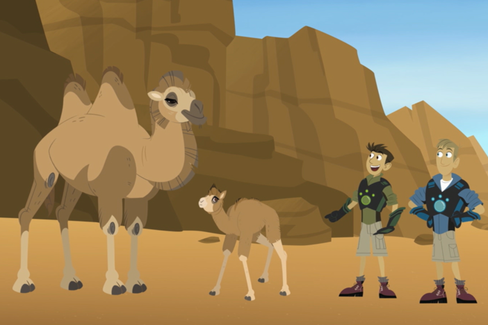 Creature adventuring in the desert the gang comes along a mom and baby wild Camel