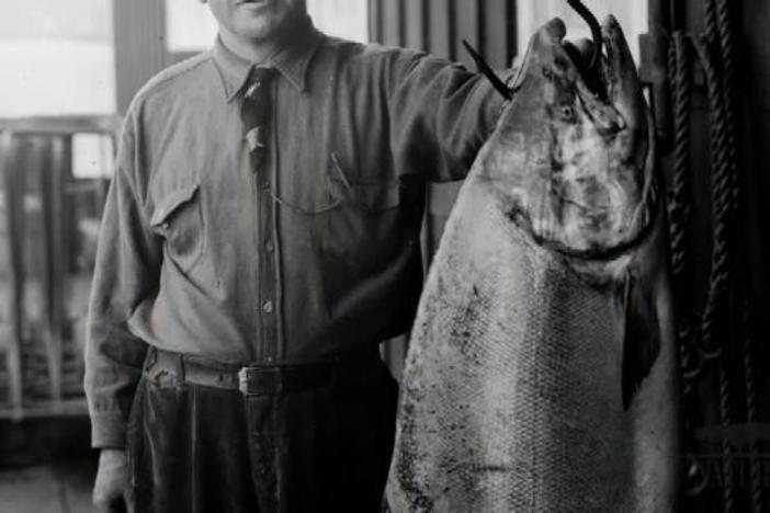 An overview of how humans have impacted salmon populations for more than 150 years.