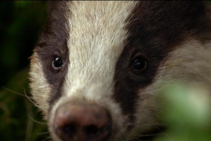 A female European badger finds a home to rear pups--and a mate to father them. 