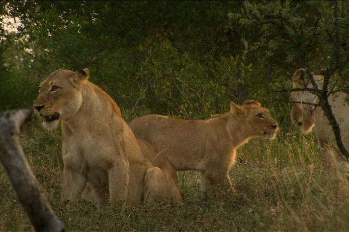 The white lion cubs are now 10 months old, and everything is a target for fun.
