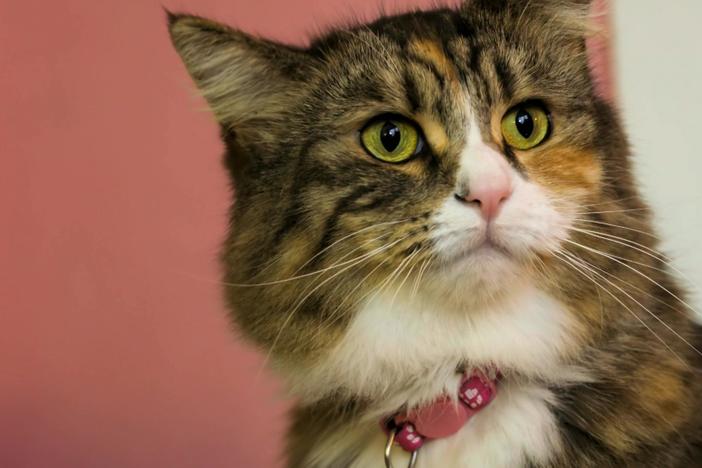 Why it’s so hard to tell what your cat is thinking.