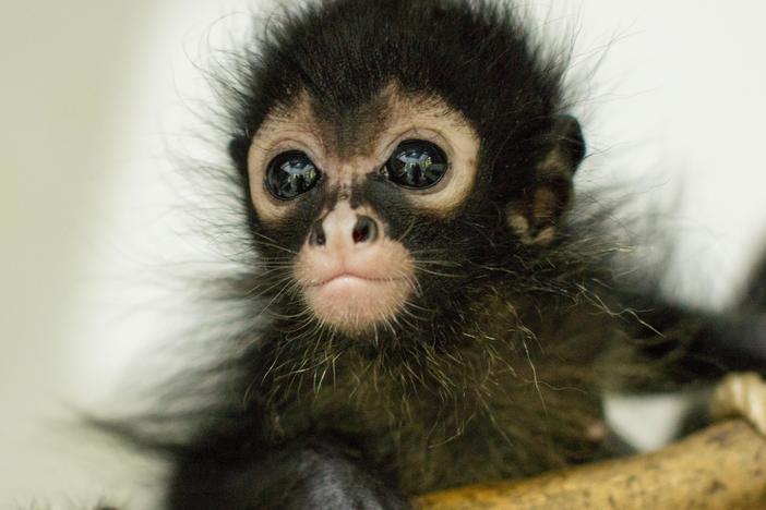 Follow the story of an animal rescue center deep in the Guatemalan jungle. 