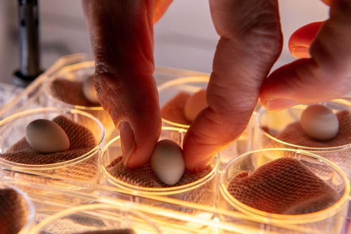 Mylene finds that when temperatures rise, zebra finches can sing to their unhatched eggs.