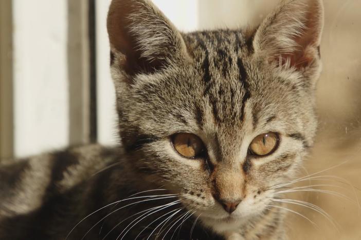 Cats are responsible for hundreds of millions, if not billions of birds being eaten every