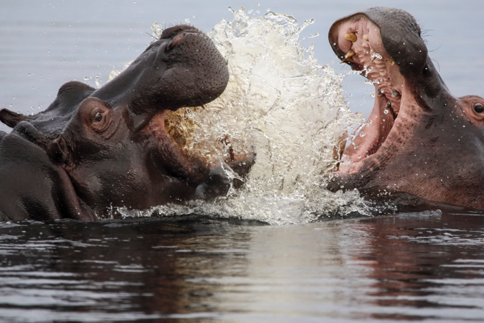During the dry season, water runs low and many hippos are forced to share the same pool.