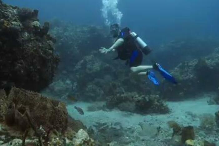 Chris and Martin try to count the thousands of creatures found in the coral reef.