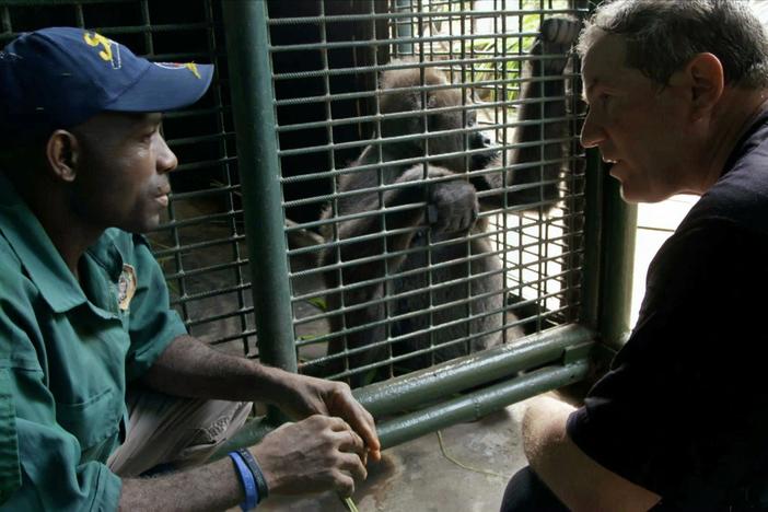 Meet Nyango, the only Cross River gorilla in human care.