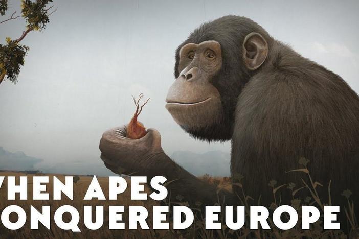 Today, apes live only in Africa and Asia but this wasn't always the case.