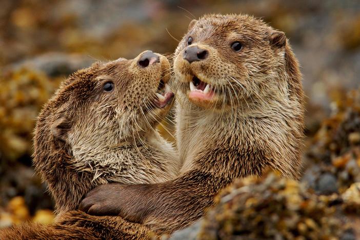 Join filmmaker Charlie Hamilton James as he visits otters around the world.