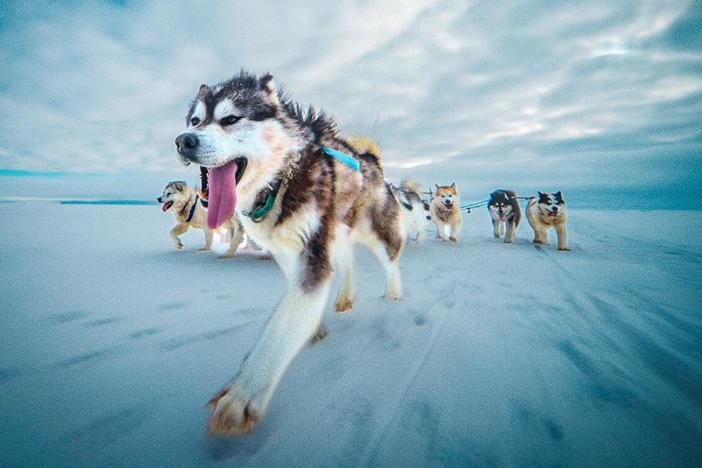 In the Arctic, it's not just about muscle power, but brainpower too.