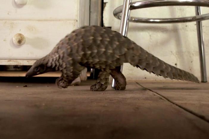 Meet the adorable baby pangolin who lives with her new caretaker.
