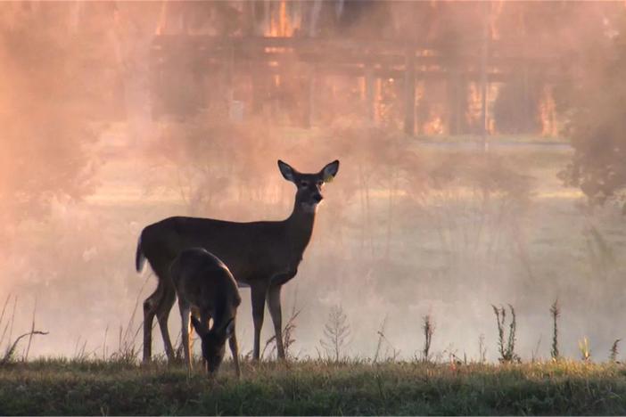 A behind-the-scenes look at filming whitetailed deer for the PBS Nature film.