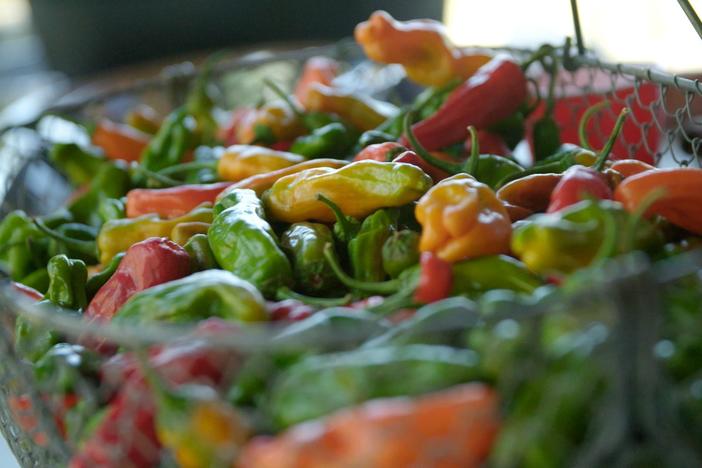 Vivian visits Warren to pick from his prolific pepper patch.