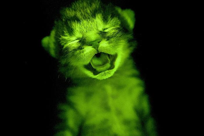 The proteins that make fish fluoresce could help scientists map the human brain.
