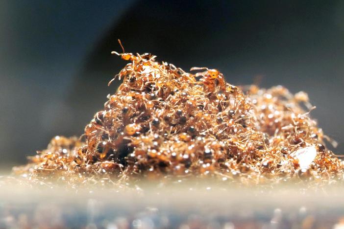 Floating colonies of red fire ants are a risk for people wading through floodwater.