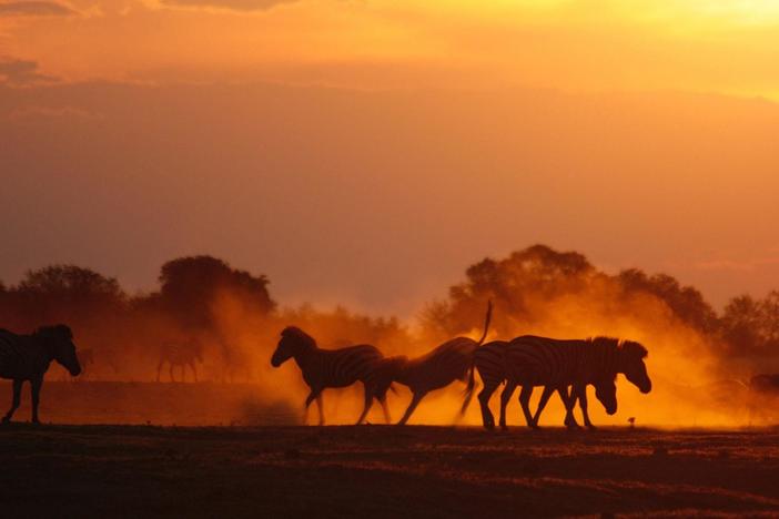 Join Africa’s longest land mammal migration as thousands of zebra journey through Botswana