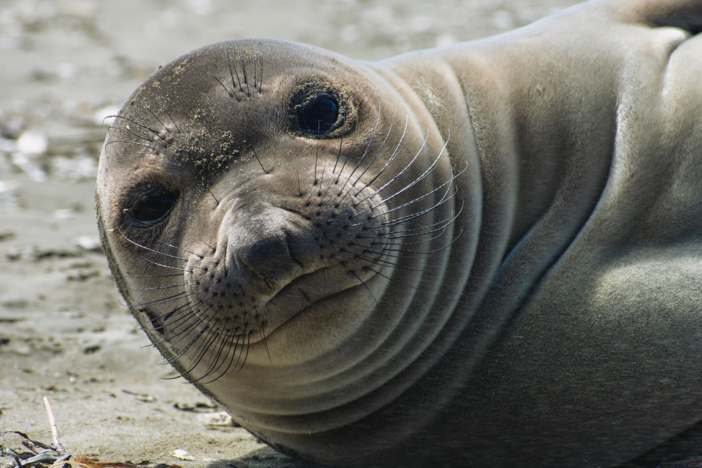 Get a first-person look at the lives of ocean creatures like sharks, turtles and gannets.