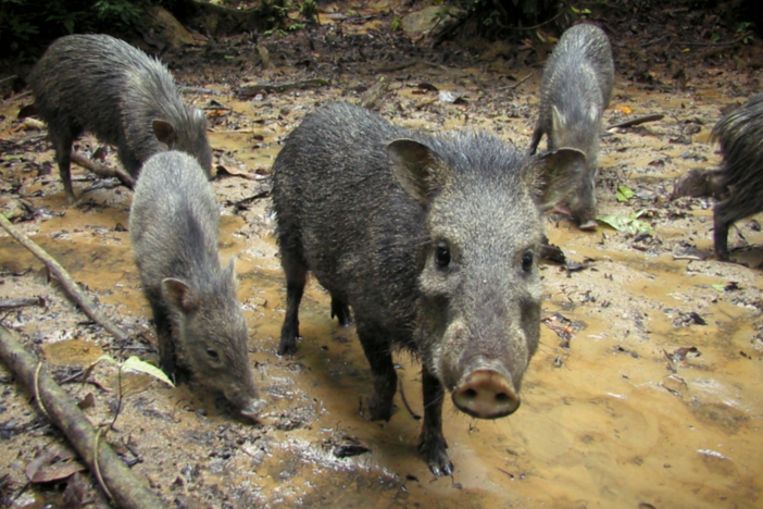Watch this family of collared peccaries at their favorite muddy wallow in the Amazon.