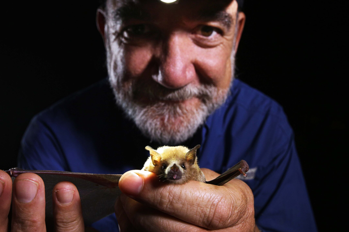 Ecologist Rodrigo Medellin coats bats in harmless UV dust to track their migration.