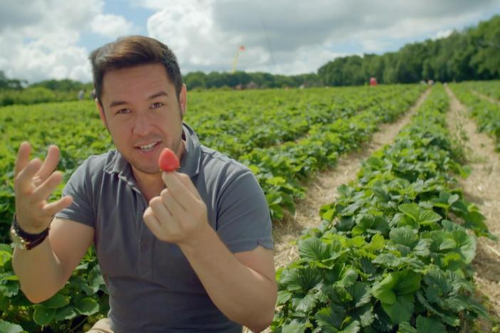 James Wong investigates the luscious strawberry and its effect on tastebuds.
