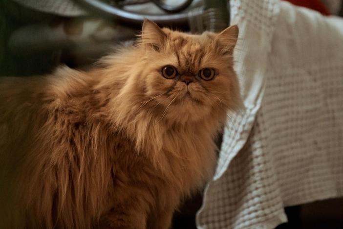 Shafa, a cat in Borodyanka, was rescued from a severely war-damaged building.