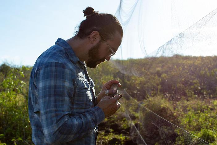 Local researcher Jaime Chaves catches Darwin's finches to study beak size changes.