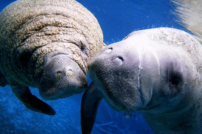 Manatees finally return to these restored Florida rivers.
