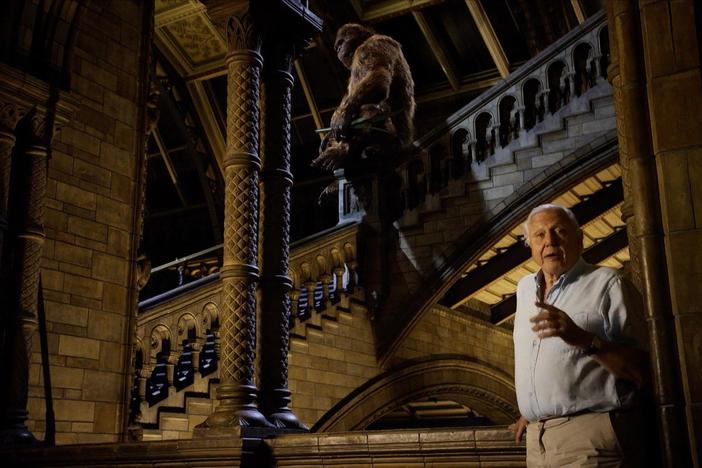 Sir David Attenborough explores the research surrounding the existence of bigfoot.