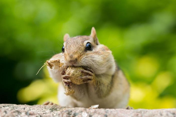 Watch as two chipmunks battle over a winter stash of nuts.