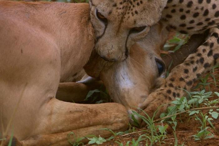 Four cheetah cubs learn a brutal lesson.