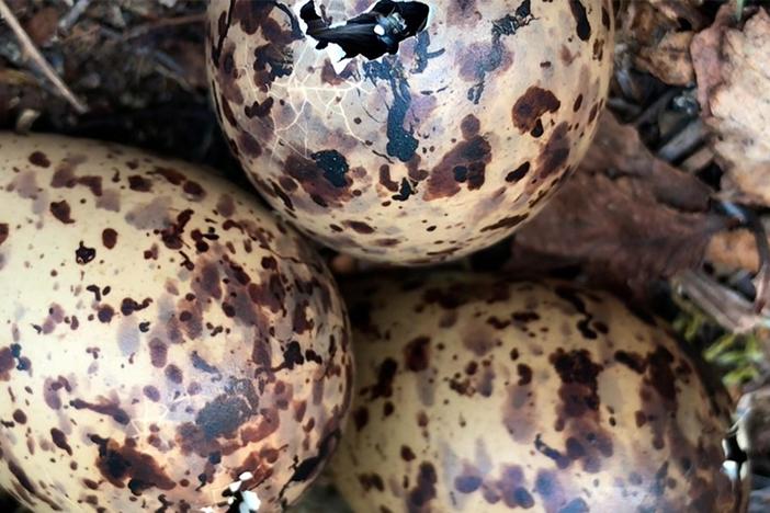 Scientists aren’t the only ones searching for shorebird nests.