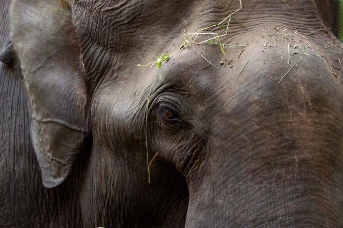 Elephant migration corridors in India are a necessary thoroughfare for one of the largest animals.