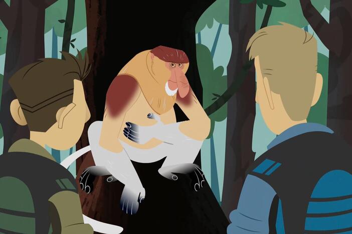 The brothers look for the origin of a sound, and it turns out to be a proboscis monkey!