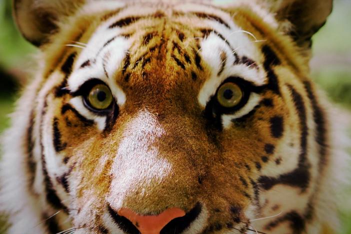 The artificial intelligence keeping tigers at bay.