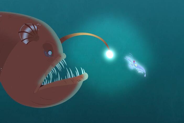 The gang searches for Martin and Chris and talk about bioluminescence.