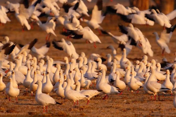 Witness the springtime migrations of butterflies, birds, bison & bats.